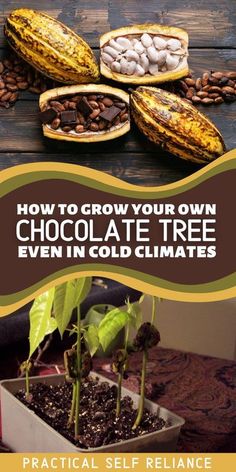 how to grow your own chocolate tree even in cold climates