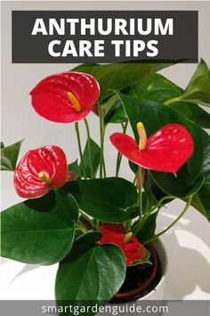 an anthurm plant with green leaves and red flowers in a black pot on a white background