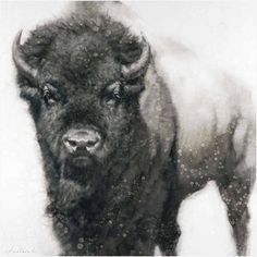 a black and white photo of a bison standing in the snow with it's eyes open