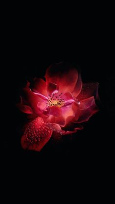 a large red flower with water droplets on it's petals in the dark night