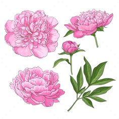 three pink peonies with green leaves on a white background - flowers & plants nature