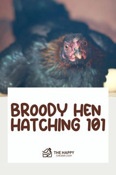 Broody hen looking at the camera with text "Broody Hen Hatching 101" and The Happy Chicken Coop logo below.