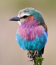 a colorful bird sitting on top of a tree branch