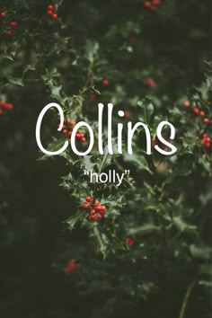 holly branches with red berries and the words collins holly written in cursive font