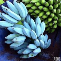 several bunches of bananas are sitting on a blue container with other fruit in the background