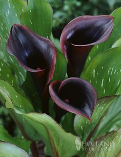 purple flowers with green leaves in the background