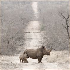 an adult rhino and her baby walking down a dirt road