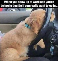 a dog sitting in the driver's seat of a car with its head on the steering wheel