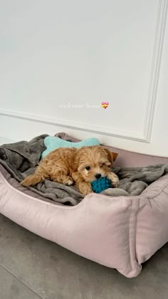 a brown dog laying on top of a pink bed