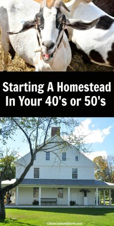 two goats and a house with the words starting a homestead in your 40's or 50's