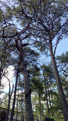 the trees are very tall and have no leaves on them