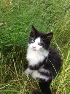 a black and white cat sitting in the grass looking up at something with blue eyes