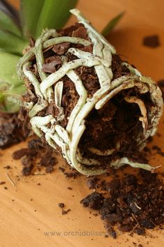 a close up of a plant with dirt on the ground next to it's roots