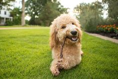 a dog is sitting on the grass with a leash in its mouth and it's tongue hanging out