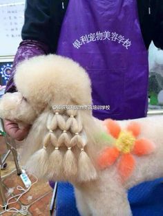 a white dog with orange flowers on it's hair is being groomed by a person