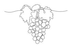 a bunch of grapes hanging from a vine with leaves on the vine, line drawing