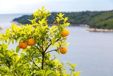 some oranges are growing on a tree by the water