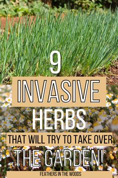 Herbs that want to take over your garden Herbs In Garden Ideas, Simple Herb Garden Ideas, Backyard Herb Garden Ideas Landscapes, What Herbs Are Perennials, Herbs In Flower Bed, Outdoor Herb Garden Design Layout, Planting An Herb Garden Outside, Herb Garden In Ground, Garden Herbs Outdoor Planters