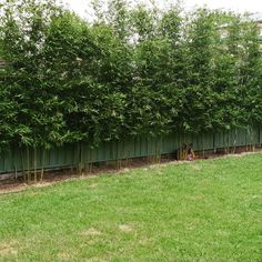 a green fence is next to a grassy area with trees in the background and a dog laying on the ground