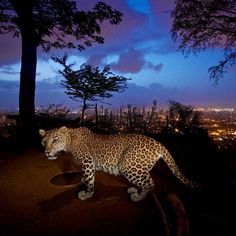 a large leopard walking on top of a dirt road next to a lush green forest