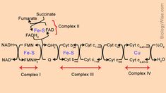 a diagram showing the formation and function of complex fnf2, cqr3