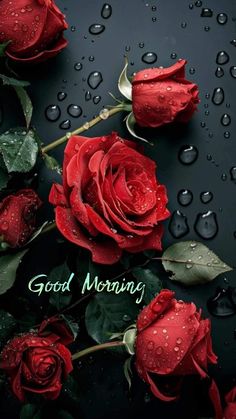 red roses with water drops on them and the words good morning