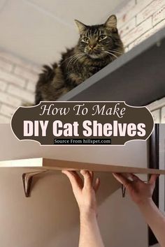 a cat sitting on top of a shelf with the words how to make diy cat shelves above it