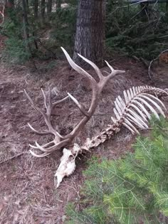 an animal skeleton laying on the ground next to a tree