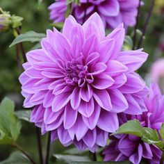 purple flowers are blooming in the garden