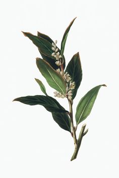 a branch with white flowers and green leaves