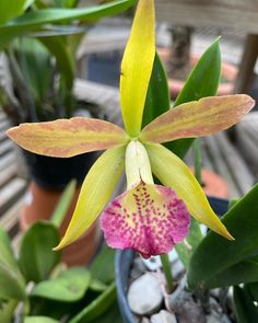 a pink and yellow flower in a pot