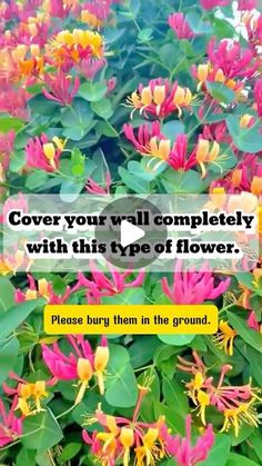 flowers with the quote cover your will completely with this type of flower please burn them in the ground