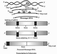 the diagram shows an image of different types of transcriptions, and how they are used to