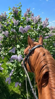 a brown horse standing next to a lush green field filled with purple flowers on a sunny day