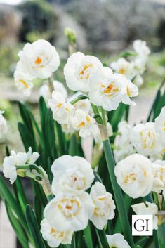 some white flowers are growing in a pot