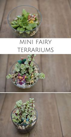 three different types of miniature terrariums in glass bowls