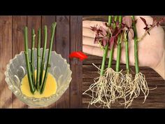 two pictures showing the process of growing asparagus and how to use them for cooking