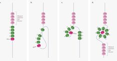 three diagrams showing different stages of the growth of flowers