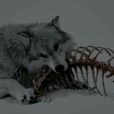 a wolf laying in the snow next to a dead animal's head and bones