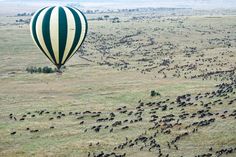 a large group of animals in the middle of a field with a hot air balloon