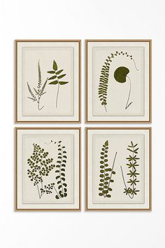 four framed botanical prints in various shades of green