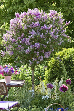 planting under lilacs Lilac Bush Landscaping Front Yards, Lilac Landscaping, Lilac Hedge, Korean Lilac Tree, Bloomerang Lilac, Common Lilac, Garden Design Layout Landscaping, Lilac Bush