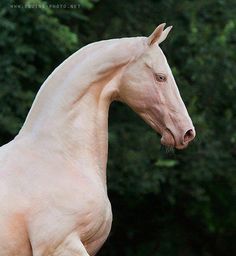 a white horse is galloping in the grass near some trees and bushes, with its front legs spread out