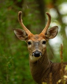 a close up of a deer with antlers on it's head in the woods