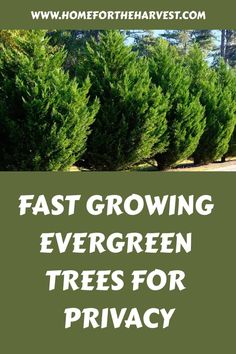 the words fast growing evergreen trees for privacy