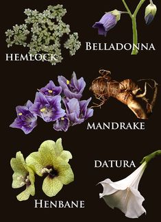 an image of flowers that are labeled in the language of their own name on a black background