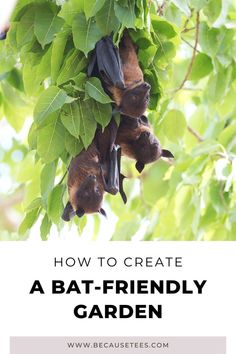 How to create a bat friendly garden Bats Pollinating, Plants That Attract Bats, Attract Bats, Bat Friendly Garden, How To Attract Bees To Your Garden, Bat Garden, Bat Boxes, Garden And Yard Ideas, Pollinator Garden Ideas