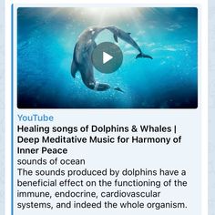 dolphins swimming in the ocean with words describing them to help children learn how to use music