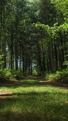 a dirt road surrounded by trees and grass