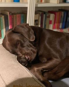 a brown dog laying on top of a pillow next to a book shelf filled with books